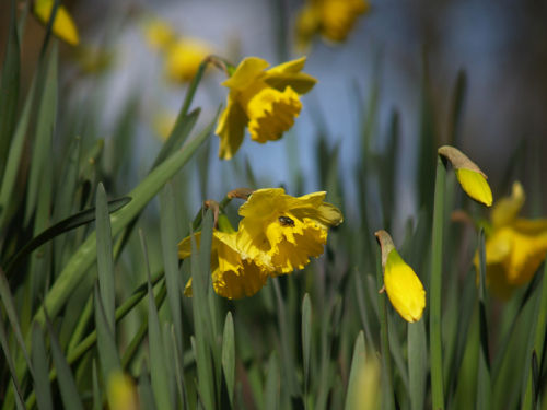 Fly on the Daffodils